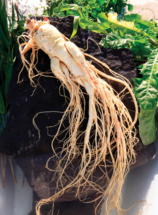 Ginseng root